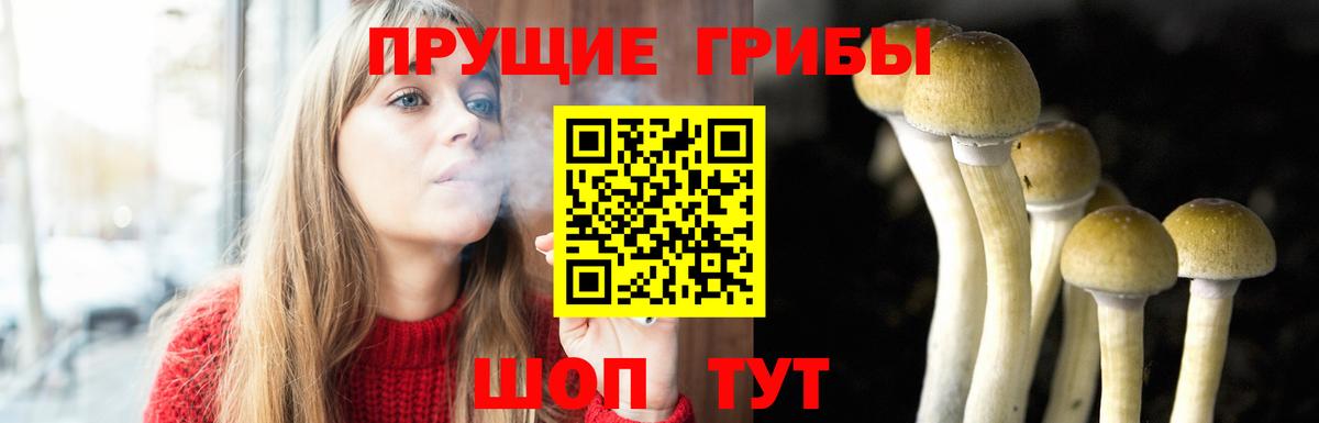 Псилоцибиновые грибы Psilocybine cubensis Губаха
